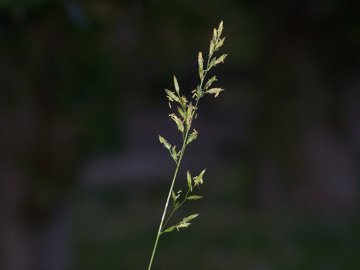 specie di una gramigna - cfr. Paspalum distichum e Poa sp.